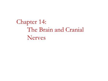 Chapter 14: The Brain and Cranial Nerves
