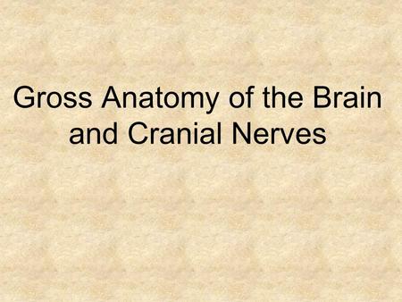 Gross Anatomy of the Brain and Cranial Nerves. Whole Brain Cerebrum Longitudinal Fissure Central Sulcus Precentral Gyrus Postcentral Gyrus.