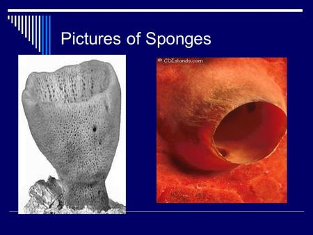 Pictures of Sponges. Kingdom….Animal Phylum…Porifera  Sessile……when an adult  Porous bodies  Aquatic environment  Filter feeders  Water pollution.