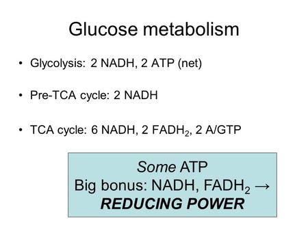 Glucose metabolism Some ATP Big bonus: NADH, FADH2 → REDUCING POWER