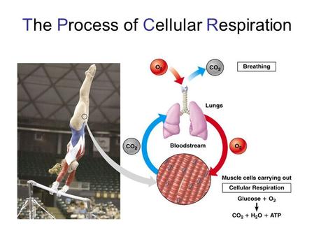 The Process of Cellular Respiration