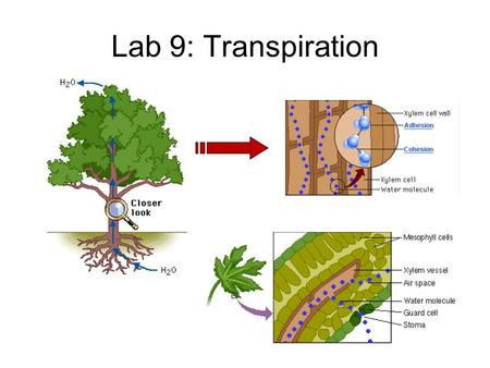 Lab 9: Transpiration. Description –test the effects of environmental factors on rate of transpiration temperature humidity air flow (wind) light intensity.