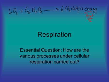 Respiration Essential Question: How are the various processes under cellular respiration carried out?