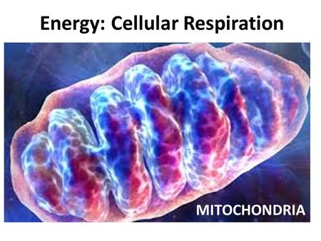 Energy: Cellular Respiration MITOCHONDRIA. What is produced from eating food (heterotrophs) or made by plants (autotrophs) that is necessary for cellular.