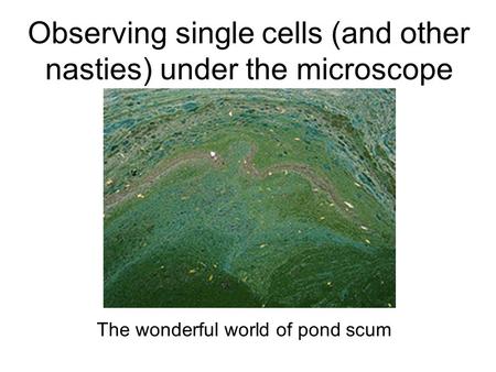 Observing single cells (and other nasties) under the microscope The wonderful world of pond scum.