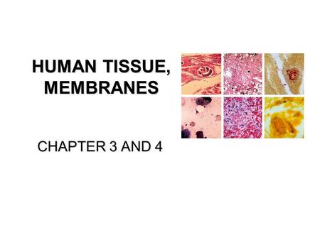 HUMAN TISSUE, MEMBRANES CHAPTER 3 AND 4. TISSUES TISSUES are groups of cells with structurefunction similar structure and function.