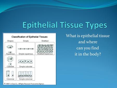 What is epithelial tissue and where can you find it in the body?