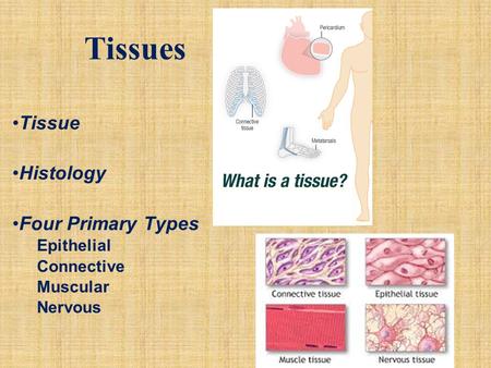 Tissues Tissue Histology Four Primary Types Epithelial Connective
