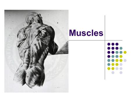 Muscles. Functions All body movements Moves bones Pumps blood Move food through digestive system Air movement.
