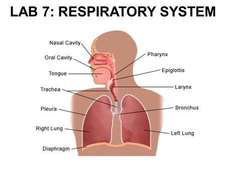 LAB 7: RESPIRATORY SYSTEM. RESPIRATORY SYSTEM: UPPER AND LOWER.