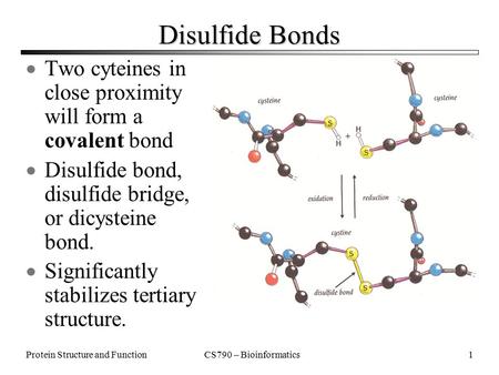 CS790 – BioinformaticsProtein Structure and Function1 Disulfide Bonds  Two cyteines in close proximity will form a covalent bond  Disulfide bond, disulfide.