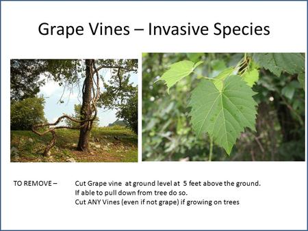 Grape Vines – Invasive Species TO REMOVE – Cut Grape vine at ground level at 5 feet above the ground. If able to pull down from tree do so. Cut ANY Vines.