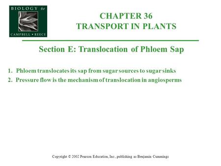 CHAPTER 36 TRANSPORT IN PLANTS Copyright © 2002 Pearson Education, Inc., publishing as Benjamin Cummings Section E: Translocation of Phloem Sap 1.Phloem.