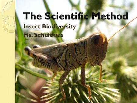 The Scientific Method Insect Biodiversity Ms. Schultheis.