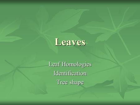 Leaf Homologies Identification Tree shape