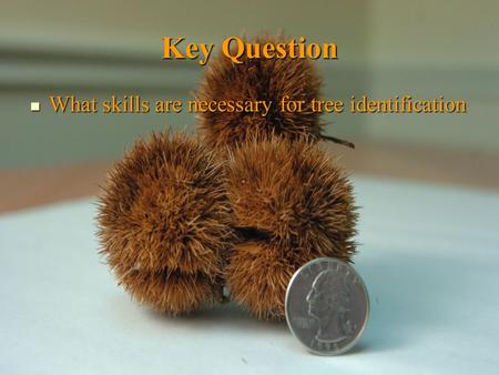Key Question What skills are necessary for tree identification What skills are necessary for tree identification.