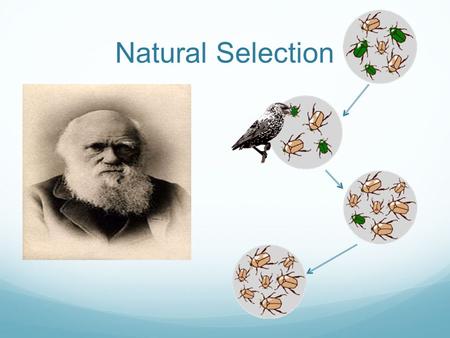 Natural Selection. In science, theories are statements or models that have been tested and confirmed many times.