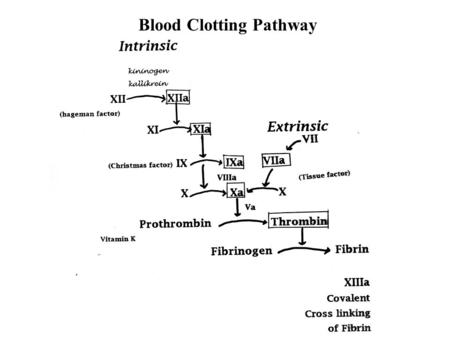 Blood Clotting Pathway. Prothrombin Thrombin Vitamin K Adds γCOO- to glutamate of prothrombin Also VII IX X Coumadin Inhibits vit K action.