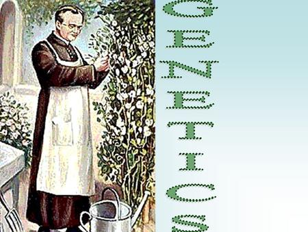 Background Info Gregor Mendel –Austrian Monk (1822-1884) –Father of Genetics –Genetics – study of heredity –Heredity – passing of characteristics from.