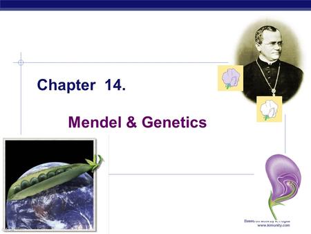 MCC BP Based on work by K. Foglia www.kimunity.com Chapter 14. Mendel & Genetics.
