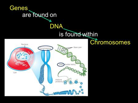 Chromosomes Genes DNA are found on is found within.