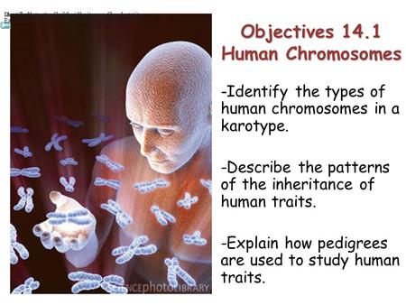 Lesson Overview Lesson Overview Human Chromosomes Objectives 14.1 Human Chromosomes - -Identify the types of human chromosomes in a karotype. -Describe.