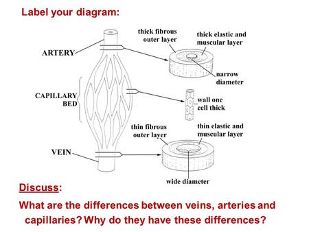 Label your diagram: Discuss: What are the differences between veins, arteries and capillaries? Why do they have these differences?