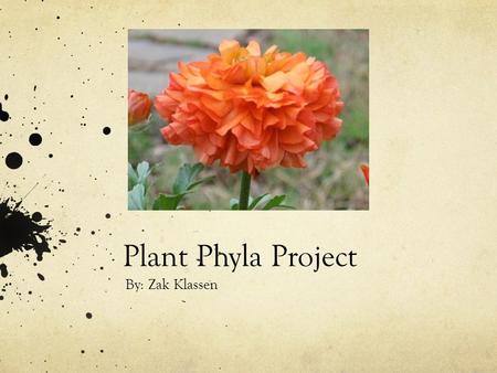 Plant Phyla Project By: Zak Klassen. Bryophyta Common name: Moss. Scientific name: Bryophyta. Major group: Seedless nonvascular. Distinguishing characteristics: