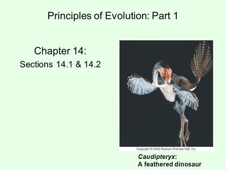 Principles of Evolution: Part 1 Caudipteryx: A feathered dinosaur Chapter 14: Sections 14.1 & 14.2.
