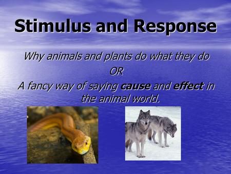 Stimulus and Response Why animals and plants do what they do OR A fancy way of saying cause and effect in the animal world.