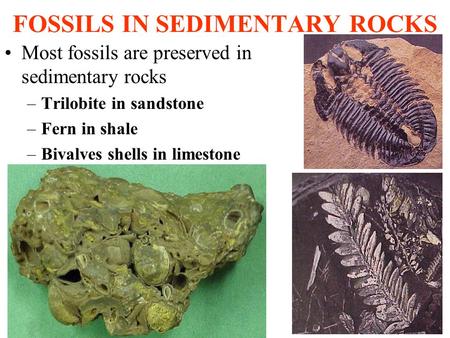 FOSSILS IN SEDIMENTARY ROCKS Most fossils are preserved in sedimentary rocks –Trilobite in sandstone –Fern in shale –Bivalves shells in limestone.