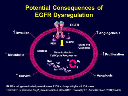 Angiogenesis Signaling Cascades EGFR PI3K MAPK Nucleus Gene Activation Cell Cycle Progression M G1G1 S G2G2 Fos P P MAPK = mitogen-activated protein.