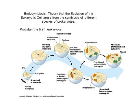 Endosymbiosis- Theory that the Evolution of the Eukaryotic Cell arose from the symbiosis of different species of prokaryotes. Protista=“the first” eukaryote.