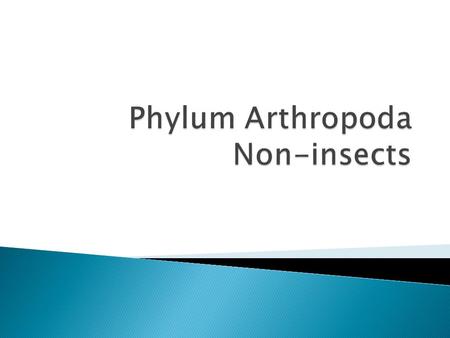 Phylum Arthropoda Non-insects