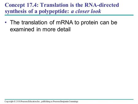 The translation of mRNA to protein can be examined in more detail
