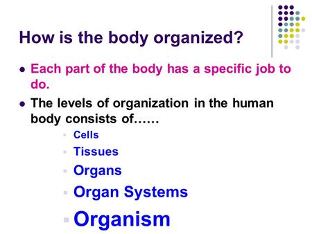 How is the body organized?