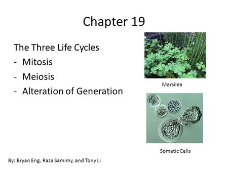 Chapter 19 The Three Life Cycles -Mitosis -Meiosis -Alteration of Generation By: Bryan Eng, Raza Samimy, and Tony Li Marsilea Somatic Cells.