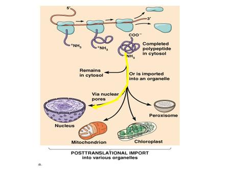 Oocyte injection assay Protein source : In vitro translation.