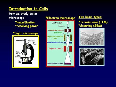 Introduction to Cells How we study cells: Two basic types: microscope