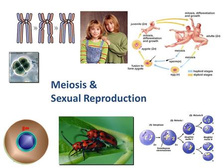 2007-2008 Meiosis & Sexual Reproduction Cell division / Asexual reproduction Mitosis – produce cells with same information identical daughter cells –