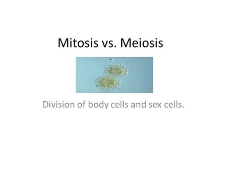 Mitosis vs. Meiosis Division of body cells and sex cells.