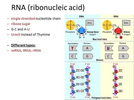RNA (ribonucleic acid) – single stranded nucleotide chain – ribose sugar – G-C and A-U – Uracil instead of Thymine – Different types: – mRNA, tRNA, rRNA.