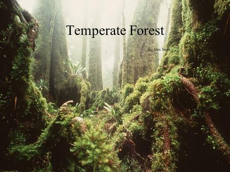 Temperate Forest By Alex Jones.