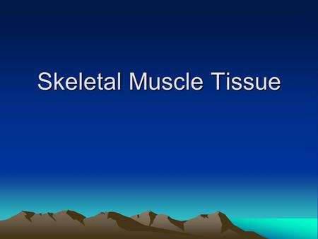 Skeletal Muscle Tissue. Skeletal Muscle Tissue Arrangement Myofibrils – contractile elements of muscle tissue.