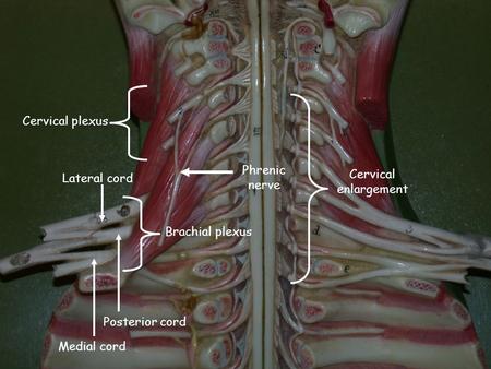 Cervical enlargement Cervical plexus Brachial plexus Phrenic nerve Medial cord Lateral cord Posterior cord.