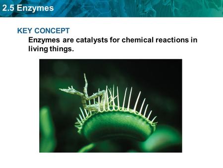 2.5 Enzymes KEY CONCEPT Enzymes are catalysts for chemical reactions in living things.