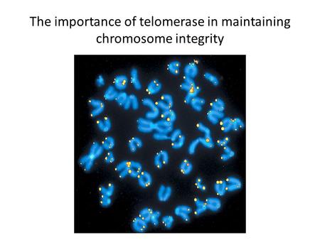 The importance of telomerase in maintaining chromosome integrity.