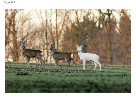 Figure 14.1 Figure 14.1 How does a single faulty gene result in the dramatic appearance of an albino deer? 1.