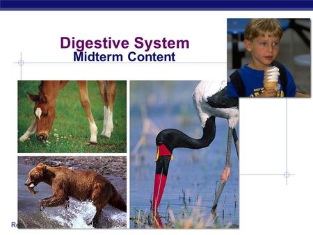 Digestive System Midterm Content.