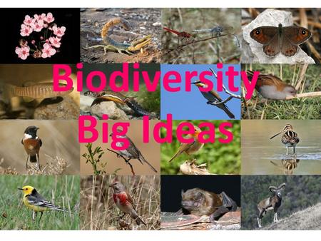 Biodiversity Big Ideas